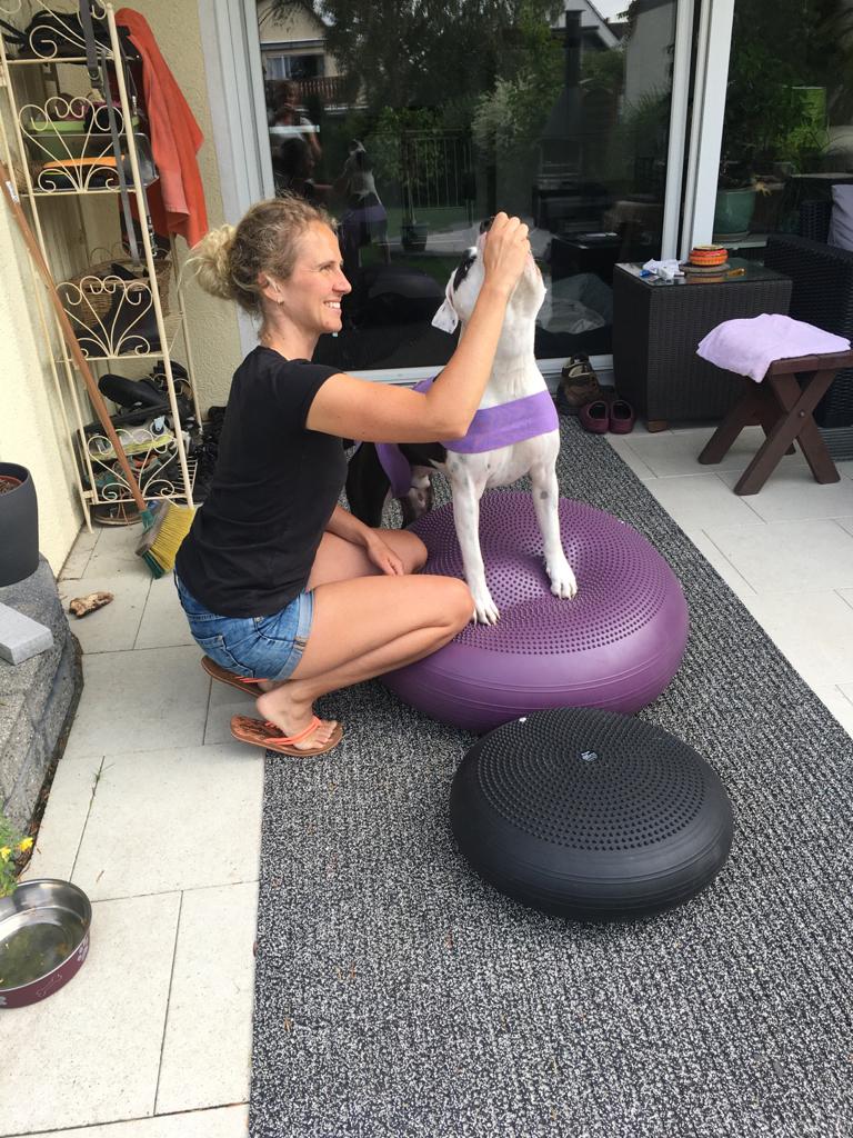 Hund Balance Training